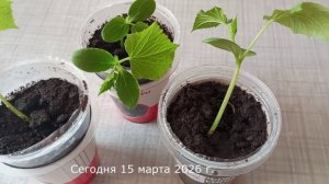 Сад-огород на подоконнике. Что уже растет? 15 марта 2026 г.