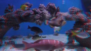 Аквариум анаглиф 3D