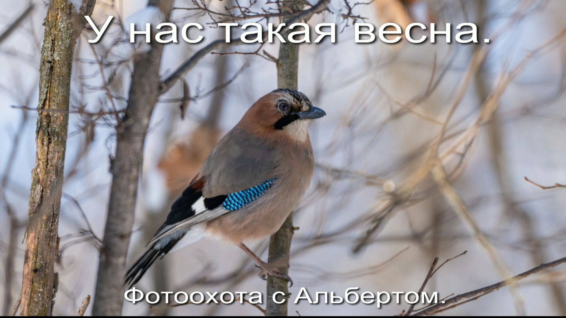 Фотоохота с Альбертом. У нас такая весна.