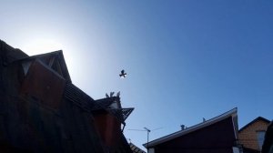 Николаевские голуби на крыше