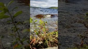 Карелия: солнце, ветер и шум воды!