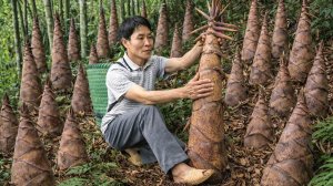 Сбор урожай побегов бамбука. Несу на рынок для продажи. Работаю в огороде. Жизнь и быт во Вьетнаме