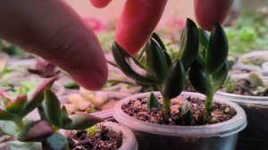 Обзор Суккулентов после полива. Поговорим о посадке эониумов.