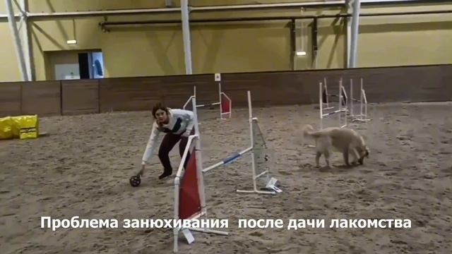 Света Добрица до/после. Собака уходит носом в землю