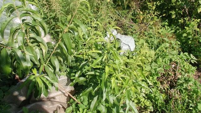 КАК ПОСАДИТЬ ПЕРСИК на ДАЧНОМ УЧАСТКЕ ВЕСНОЙ.