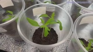 Что сделать перед первой подкормкой рассады томатов и чем подкормить помидоры 🌱