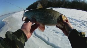 Открыл сезон.Рыбалка на донки.река ВОЛГА