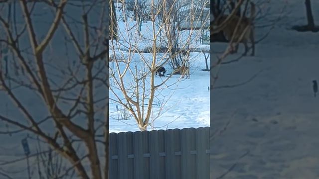 Доминирование, которого нет