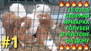 🔥🔥🔥 15.03.26 Сборная ярмарка голубей в Ростове на Дону. Птичий рынок. Bird Market. Pigeons Fair.