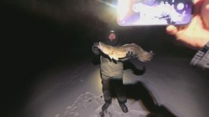 ОГРОМНЫЕ НАЛИМЫ ЯКУТИИ НА СТУК!