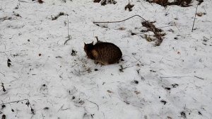 Кот и неожиданное лакомство