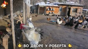Содержание кур в домашних условиях и других птиц во дворе у Роберта 🐣🐤🦆🐔🪿🦃 (443)