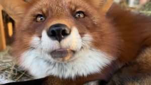 Лиса-Алиса. Лис Игнис отрицает, что он мяукал