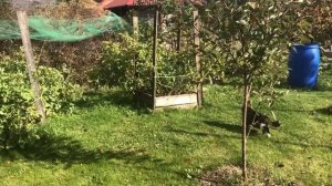 ВЫРАЩИВАНИЕ КАРТОШКИ В ЯЩИКЕ 5 сортов Обзор