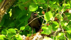 Красота лета