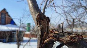 Проблемная вишня.