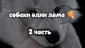 собаки одни дома,2 часть 🫶🫶