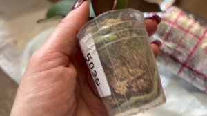 Орхидеи 🌺 Первая посылка сезона  🦋🌷🩷