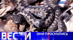 Вести Санкт-Петербург. Выпуск 08.00 от 15.03.2026