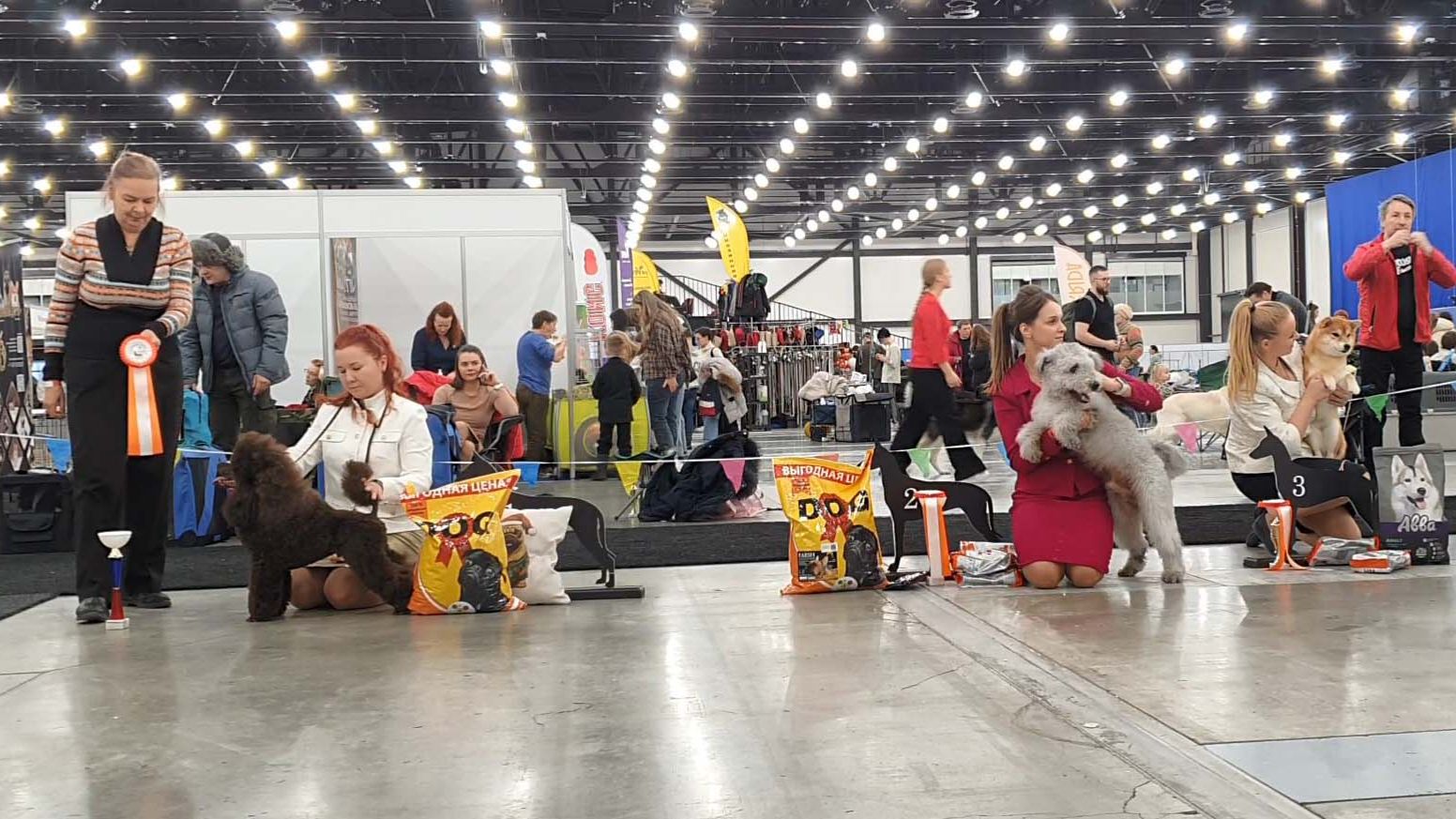 21.02.2026, СПб. Клуб "ВУДФАЛ" (РКФ, РФСС). Выставка собак всех пород "НЕВСКИЕ БЕРЕГА" (CAC, ЧФ)
