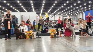 21.02.2026, СПб. Клуб "ВУДФАЛ" (РКФ, РФСС). Выставка собак всех пород "НЕВСКИЕ БЕРЕГА" (CAC, ЧФ)