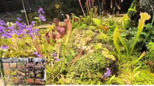 Аптекарский огород – Ботанический сад МГУ в Москве, хищные растения. Путешествие по Москве.