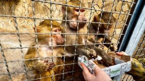 ТАК СМЕШНО! Люська с бандой УМЯЛИ ОРЕХИ ЗА СЕКУНДУ, а Анфиса так и НЕ ХОЧЕТ ИДТИ НА КОНТАКТ!