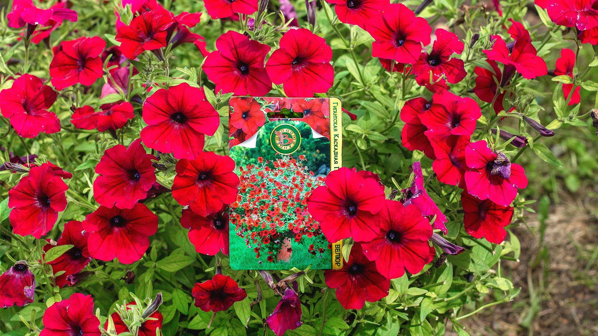 Петуния Тайфун Ред Велюр: обзор сорта, цветение и особенности