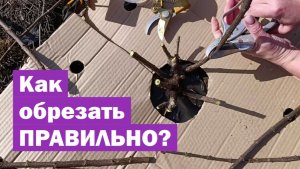 Обрезка МЕТЕЛЬЧАТОЙ ГОРТЕНЗИИ весной: ОСНОВНЫЕ ПРАВИЛА