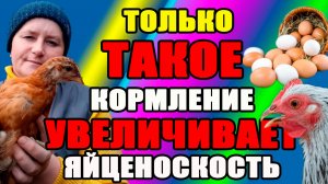 Только ТАКОЕ кормление УВЕЛИЧИВАЕТ яйценоскость.