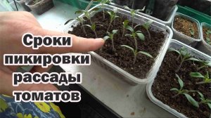 Какой возраст рассады томатов самый подходящий для пикировки