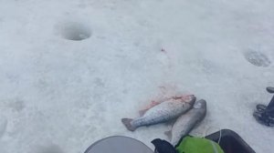 Рыбалка на Спорт-зоне до запуска. Клёвое место Лосиный остров.