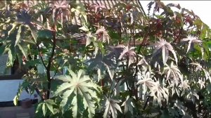 О посеве клещевины 15 марта