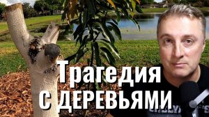 Трагедия с деревьями манго