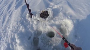 Жор окуня в марте 2026г, попал под раздачу...