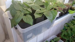 15 марта 2026 г.Посеяла томаты для открытого грунта.Рассада.