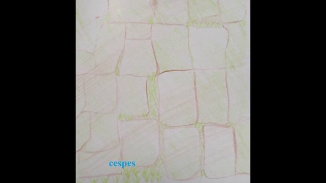 ЛАТИНСКИЙ ЯЗЫК C