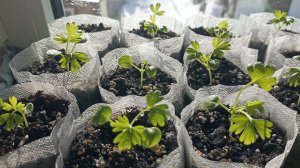 Моя рассада : дельфиниум, земляника, баклажаны. Казус с перцем.