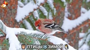 Птицы зимой в лесу 🐦_⬛🦉 🦤 видео для отдыха душой 🦅🌲(24)