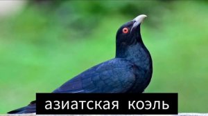 пение Азиатский  Коэль /релакс для отдыха