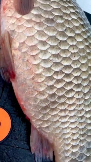 Видео от За Трофеем: Охота и Рыбалка