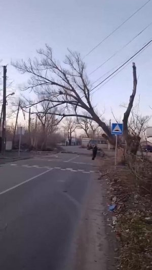 Не удержали дерево!