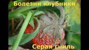 ВЕСЕННЯЯ ОБРАБОТКА КЛУБНИКИ для БОЛЬШОГО УРОЖАЯ