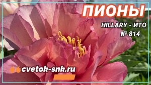 ПИОН "HILLARY - ИТО"/Сад Ворошиловой