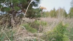 Ошо. Жизнь - игра