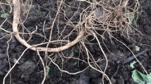 ВЫРАЩИВАНИЕ КАРТОФЕЛЯ от А до Я   Меристемное размножение репродукция столоны Часть1