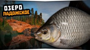 Ладожское. оз. Карась Серебряный троф.