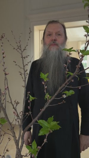 Сакура. Духовная телеграмма от Батюшки, 10 марта 2026