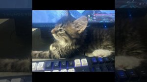 Котёнок Том, который хочет жить