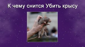 К чему снится Убить крысу - толкование сна